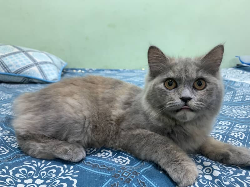 Feline 1