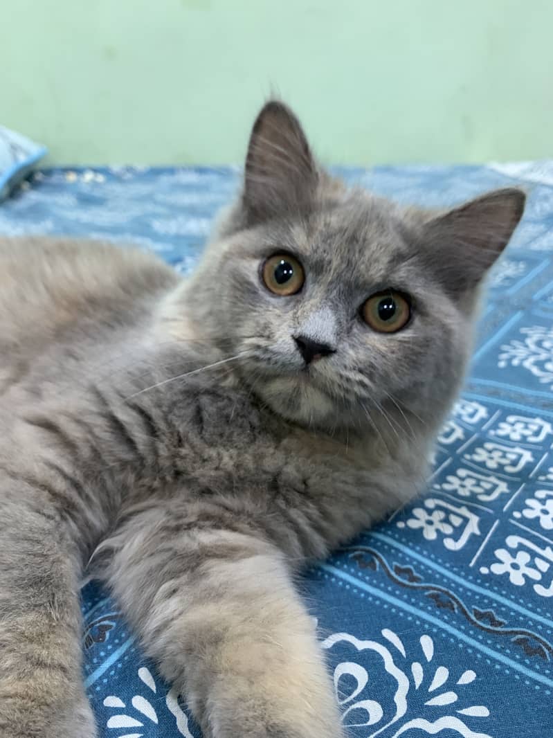 Feline 2