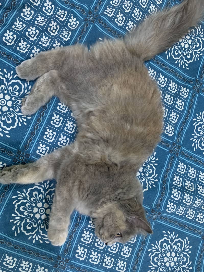 Feline 3