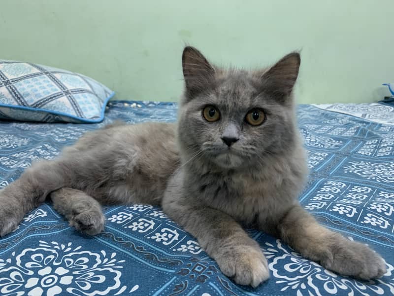 Feline 4