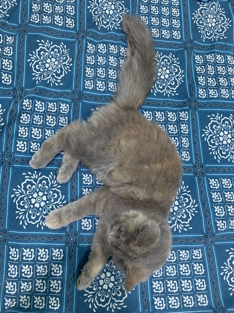 Feline 5