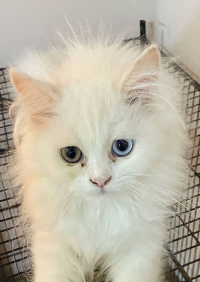 Rare Odd Eyes Pure White Persian Triple Coat Kitten
