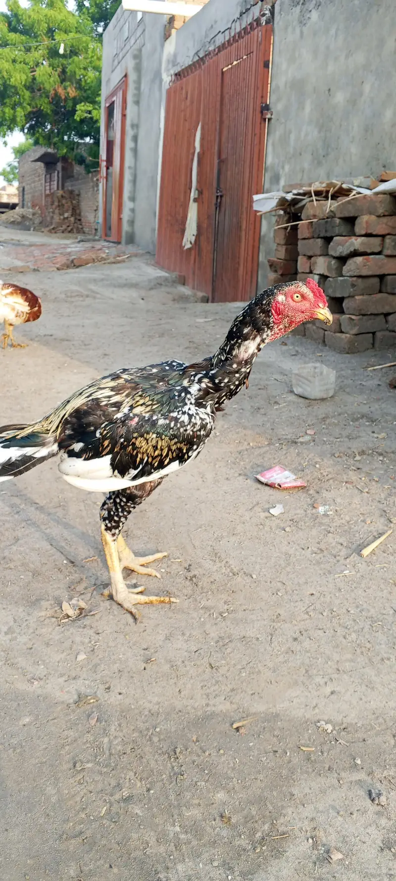 pure aseel pathy+pathiyan , — photo 3