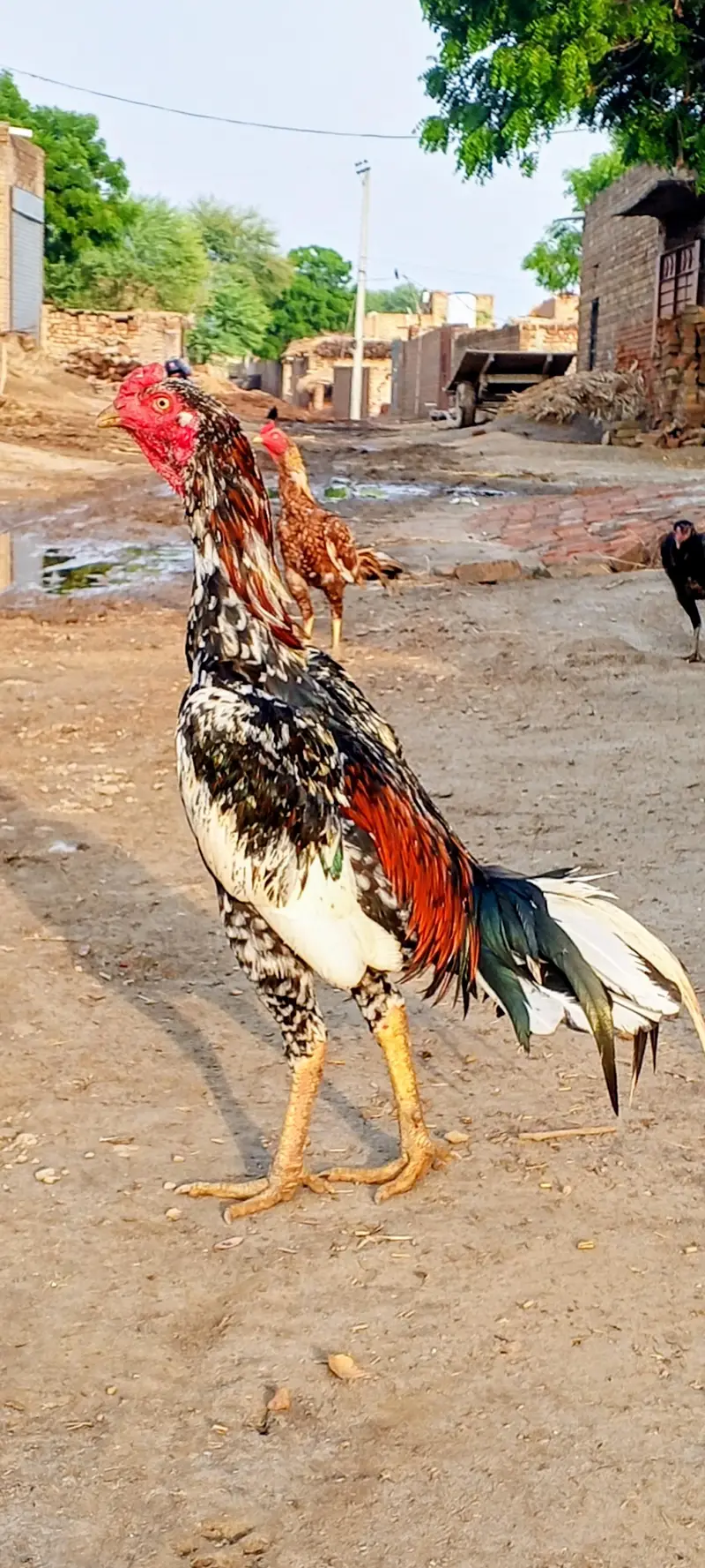 pure aseel pathy+pathiyan , — photo 4