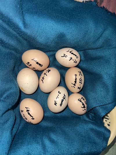 German Oshamo Eggs