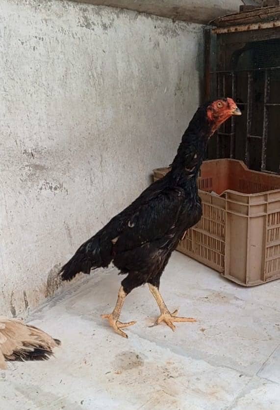German Oshamo Eggs 2