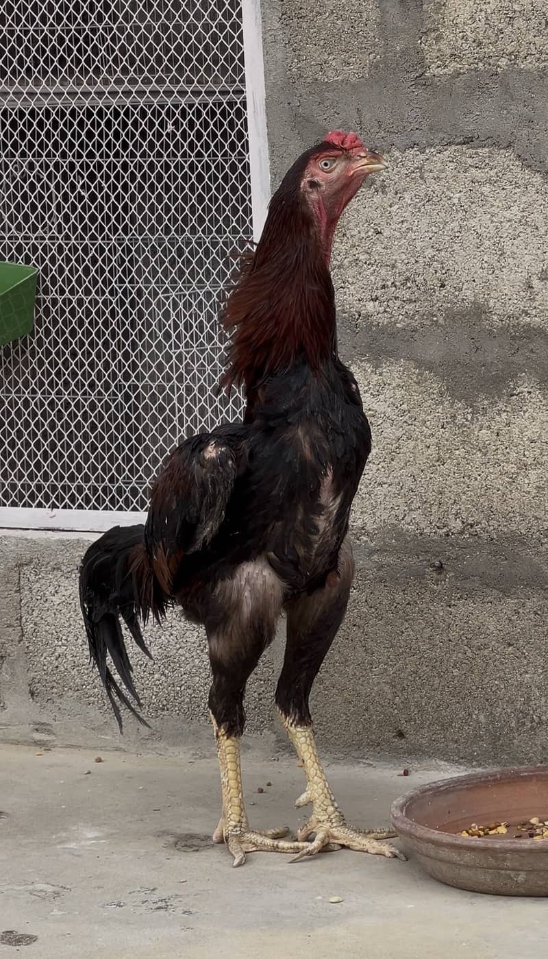 German Oshamo Eggs 3