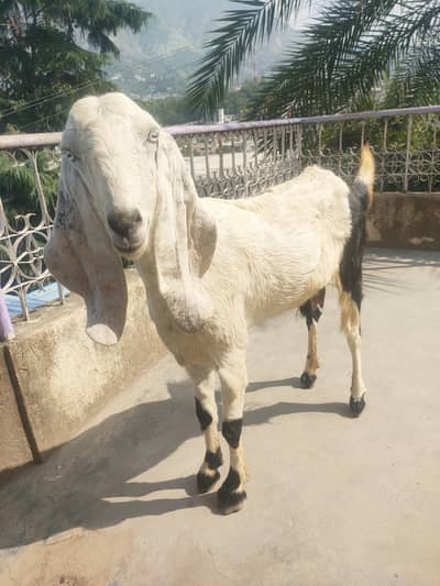 Gaban Rajanpuri Goat For Sale 0312=900=4523
