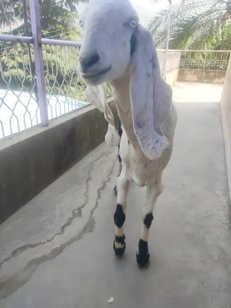 Gaban Rajanpuri Goat For Sale 0312=900=4523 — photo 2