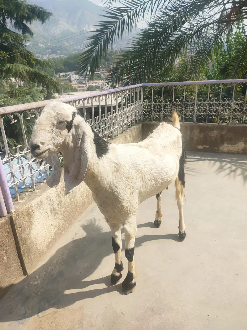 Gaban Rajanpuri Goat For Sale 0312=900=4523 — photo 3