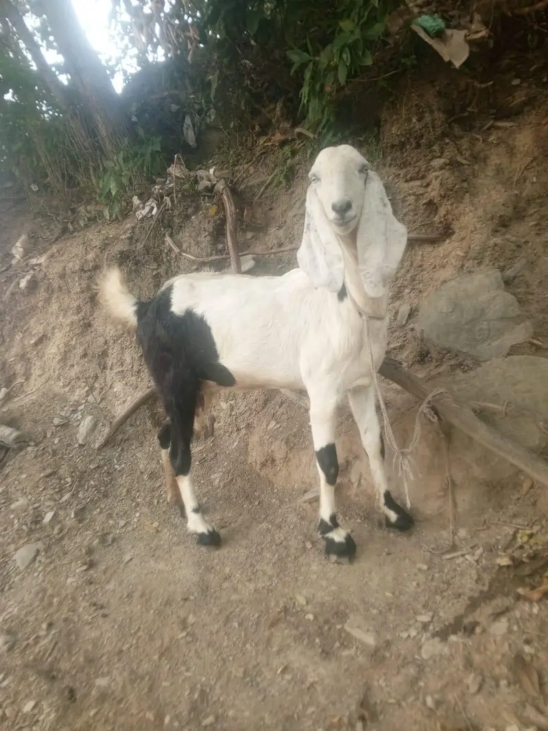 Gaban Rajanpuri Goat For Sale 0312=900=4523 — photo 4