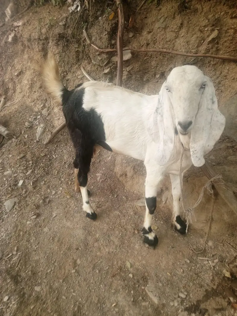 Gaban Rajanpuri Goat For Sale 0312=900=4523 — photo 5