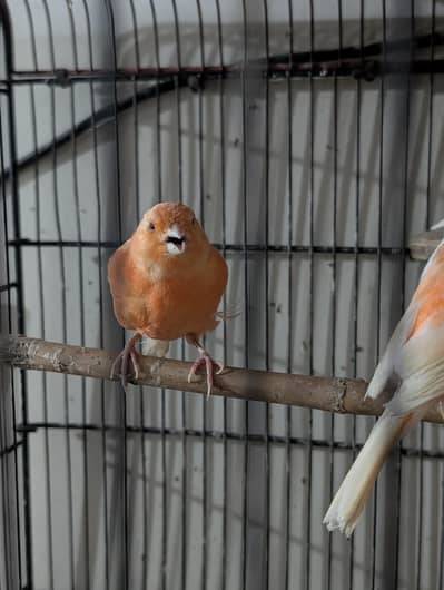 Singing Canary's male for Sale