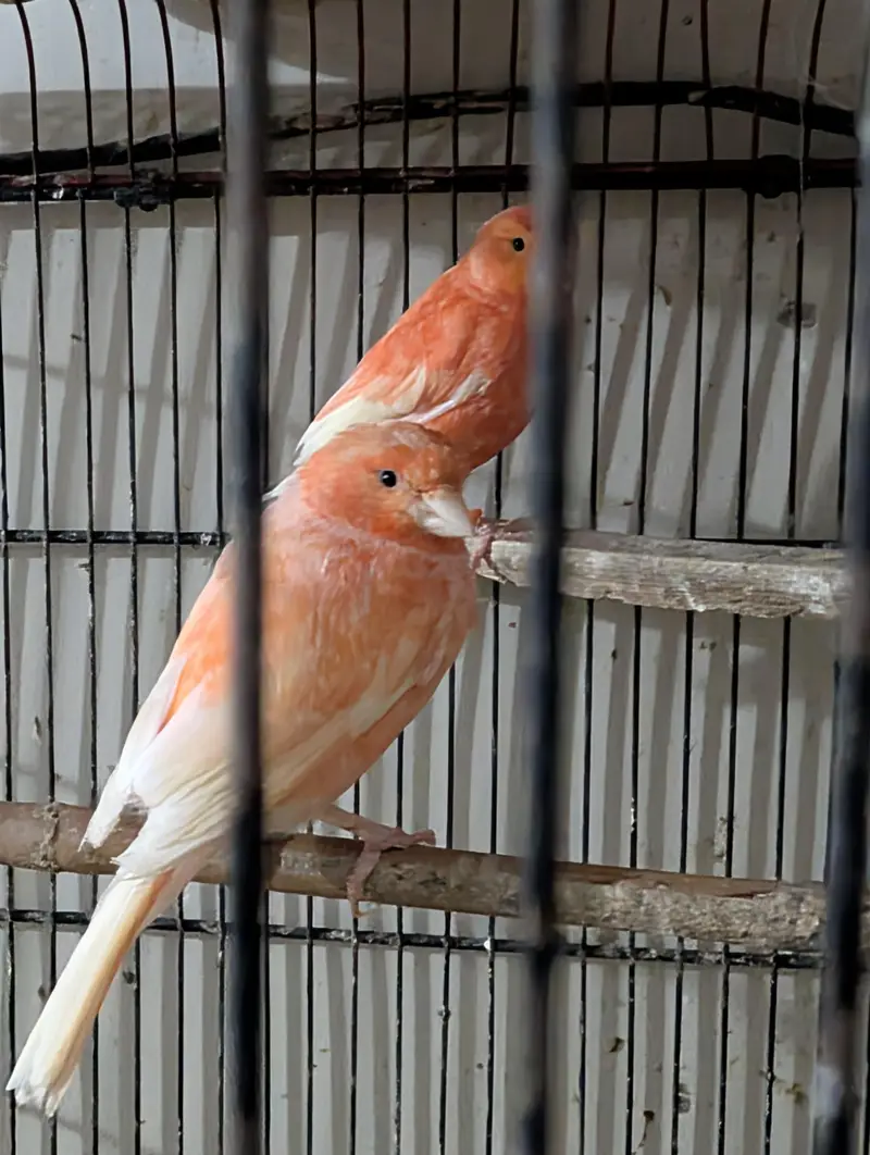 Singing Canary's male for Sale — photo 2