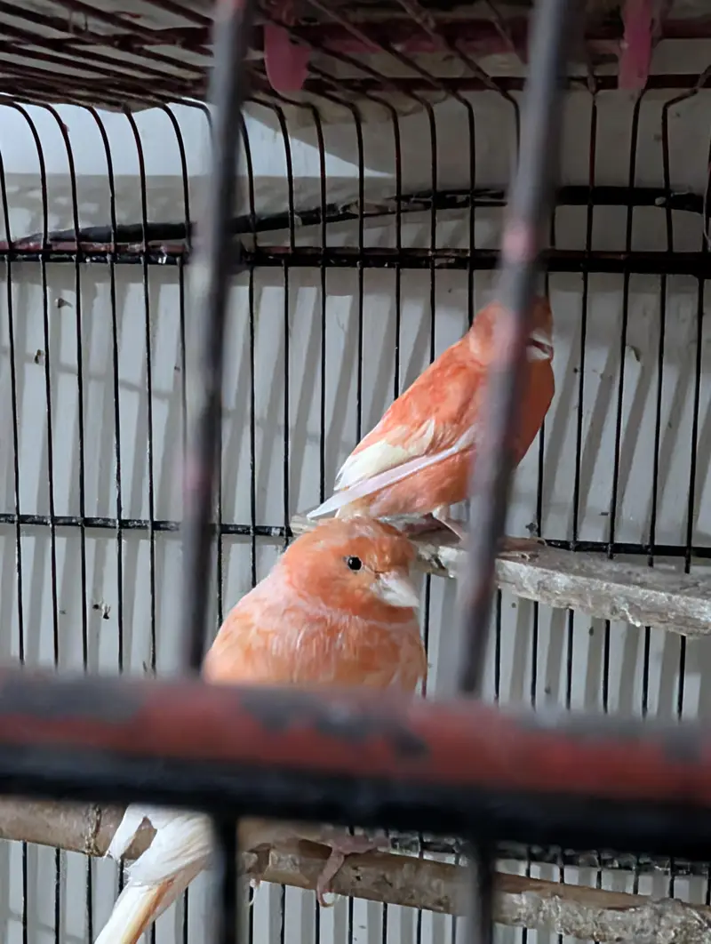 Singing Canary's male for Sale — photo 3
