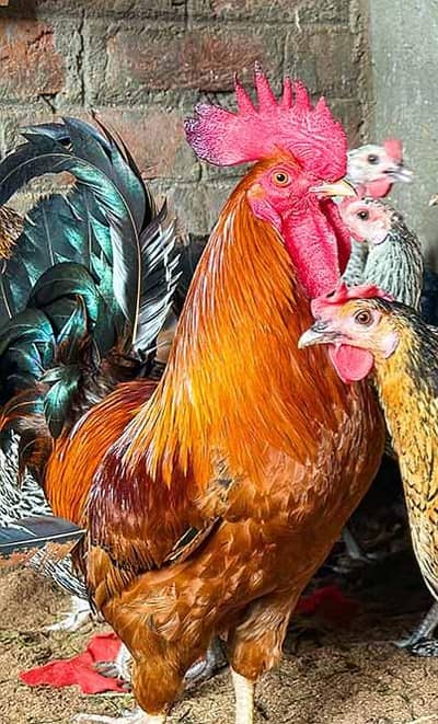 Desi Breeder Murga