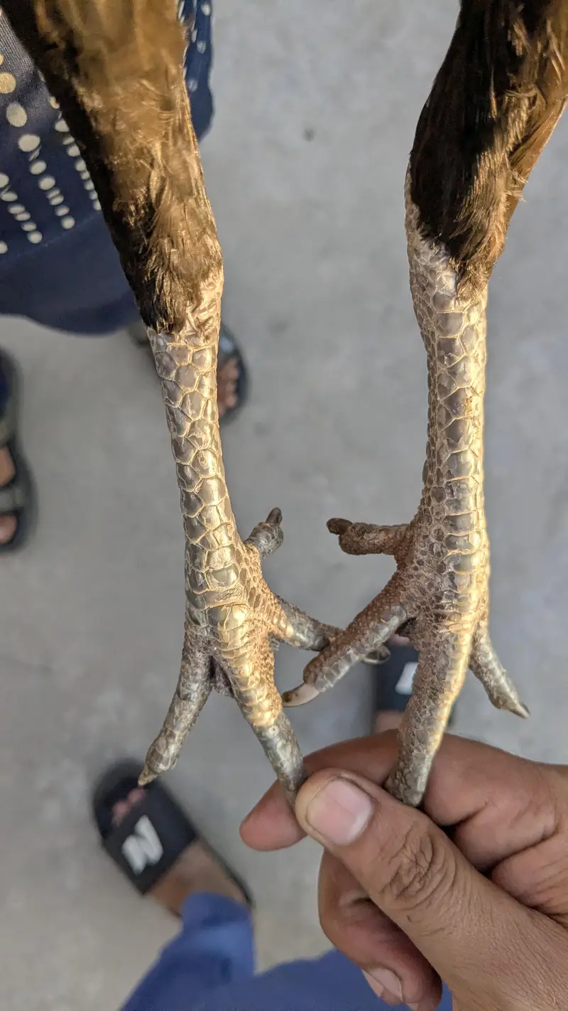 panus pokye   Madi — photo 3