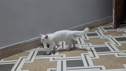 Persian Kitten Pair for Sale 0313-2356280