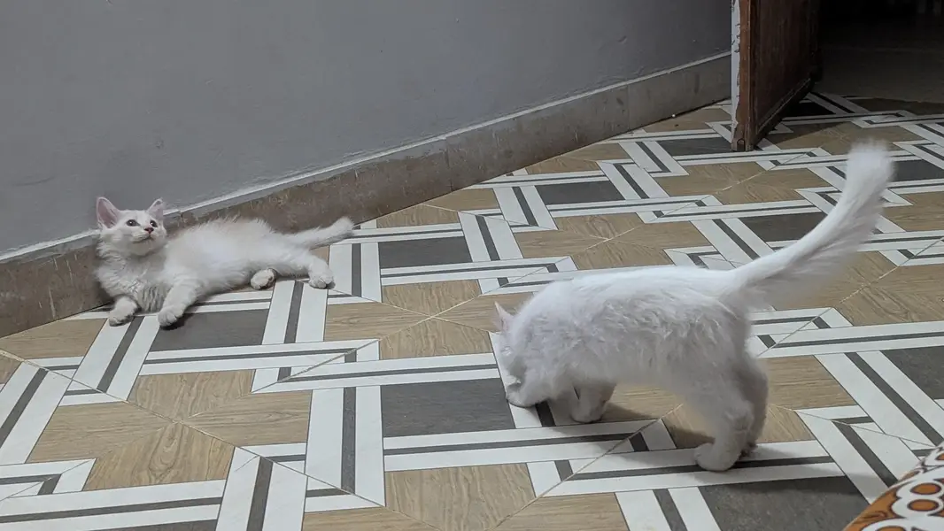 Persian Kitten Pair for Sale 0313-2356280 — photo 2