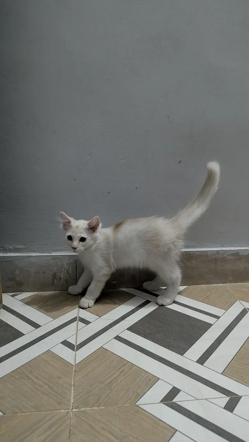 Persian Kitten Pair for Sale 0313-2356280 — photo 3
