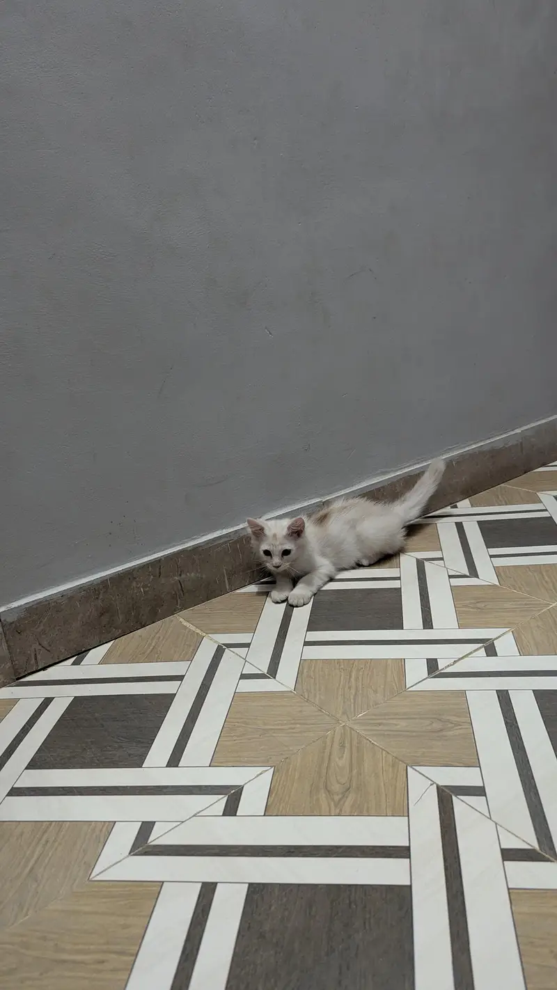 Persian Kitten Pair for Sale 0313-2356280 — photo 4