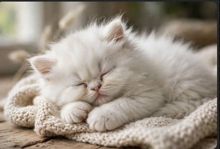 Double and triple cotted kitten for sale