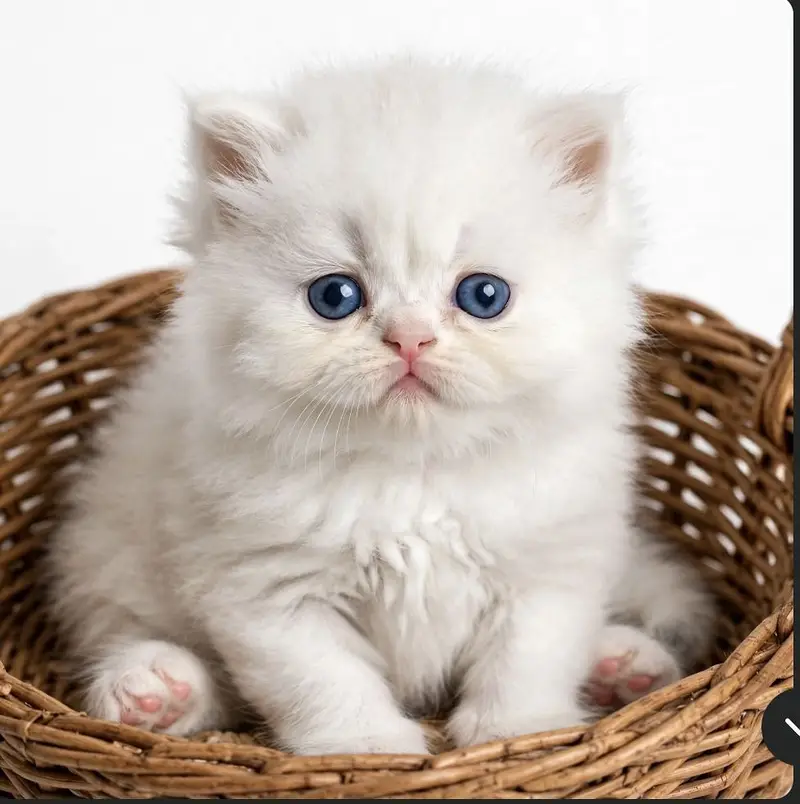 Double and triple cotted kitten for sale — photo 2