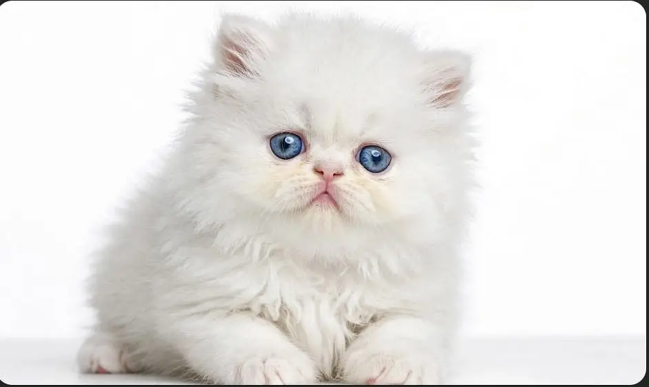 Double and triple cotted kitten for sale — photo 3
