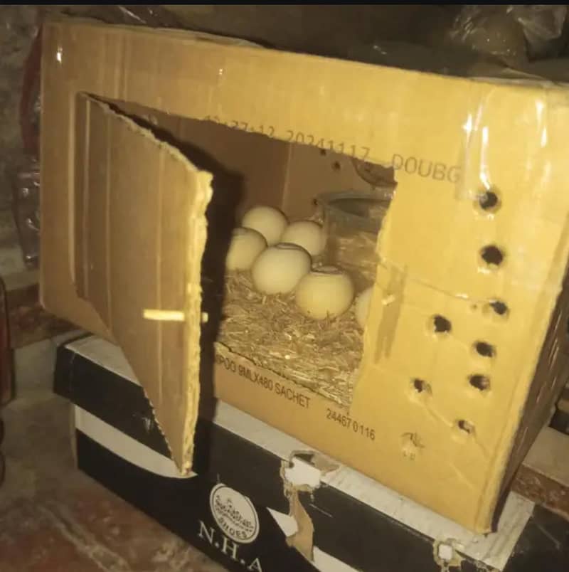 Incubator 0