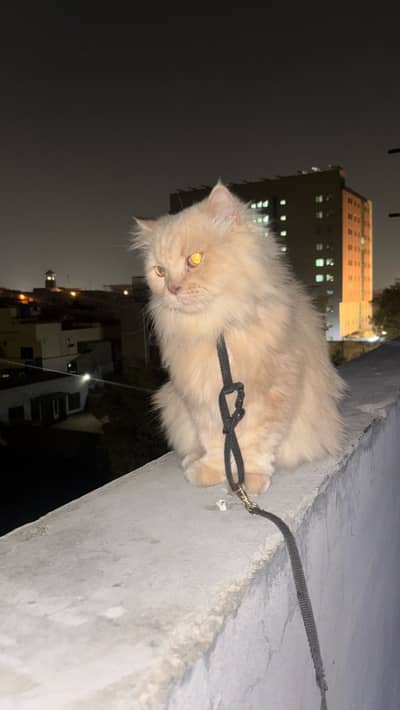 Male and female cats for sale
