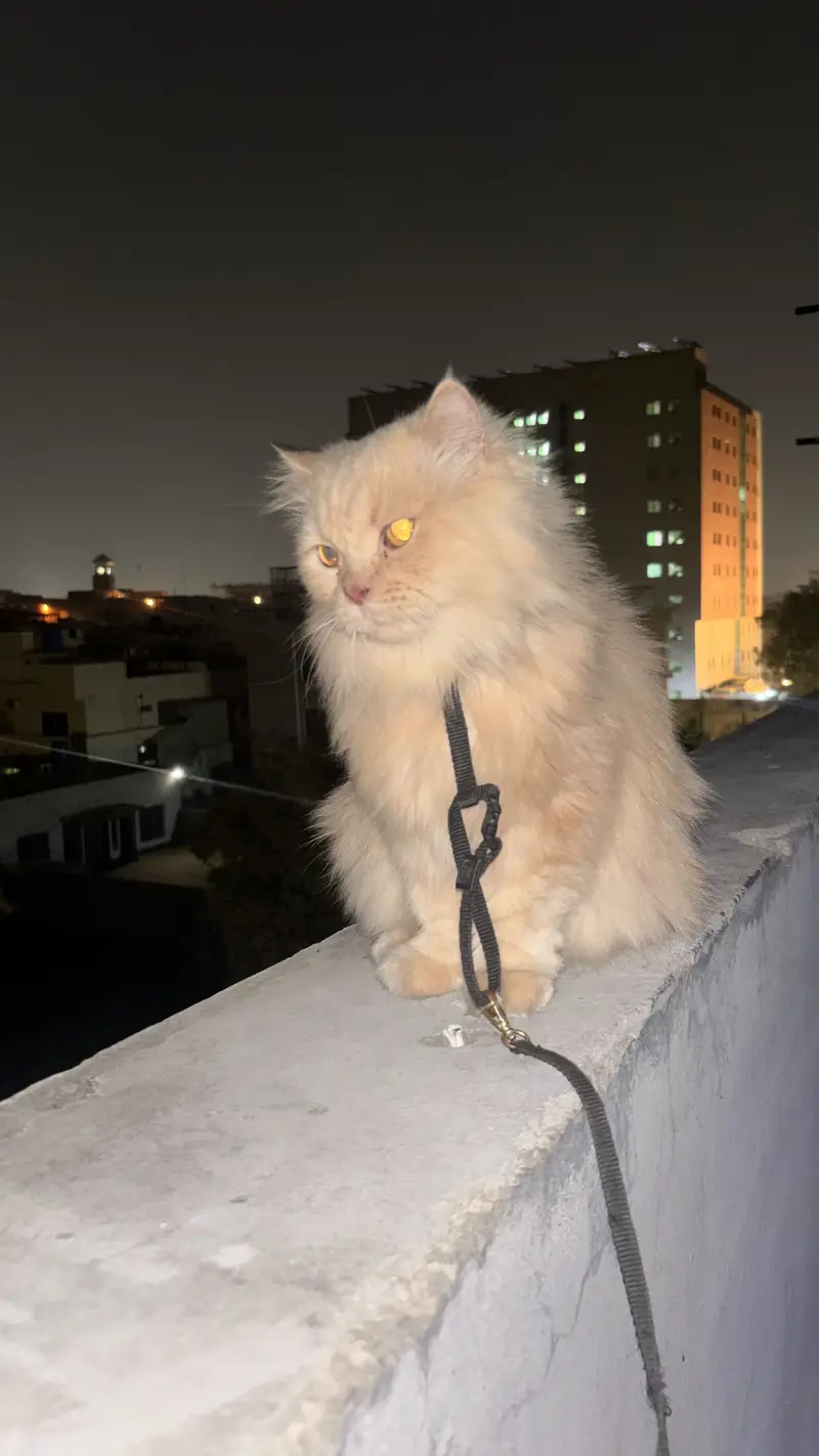 Male and female cats for sale