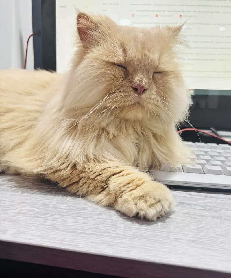 Male and female cats for sale — photo 2