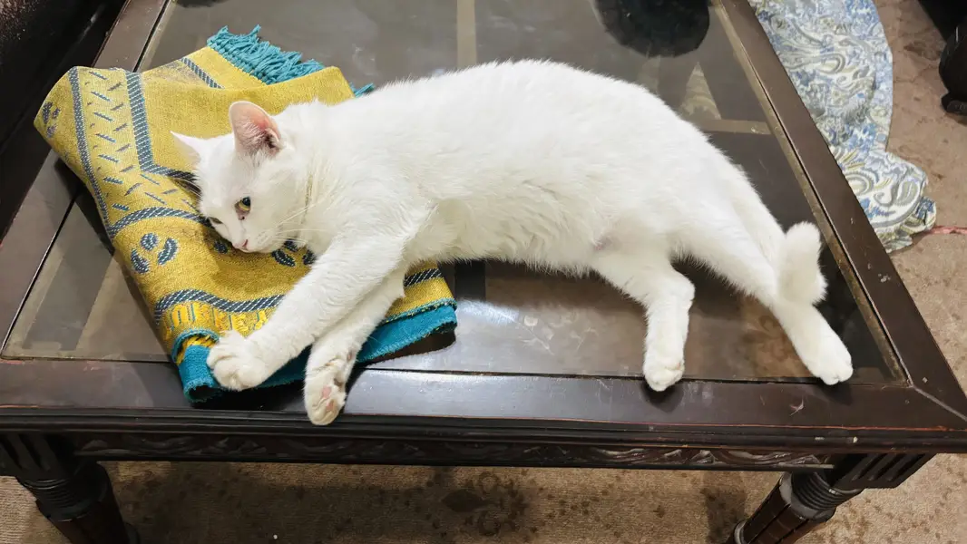 Male and female cats for sale — photo 4