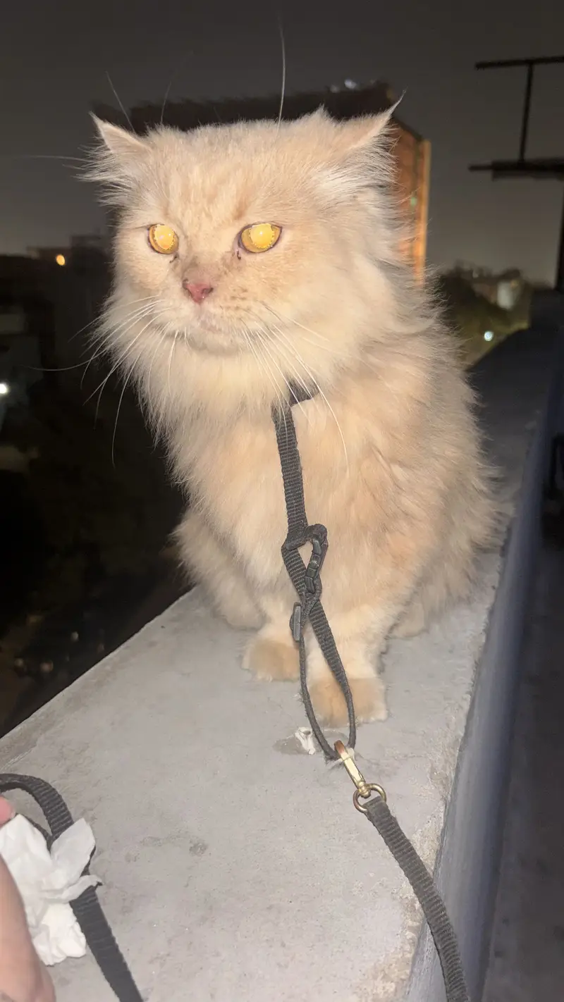 Male and female cats for sale — photo 5