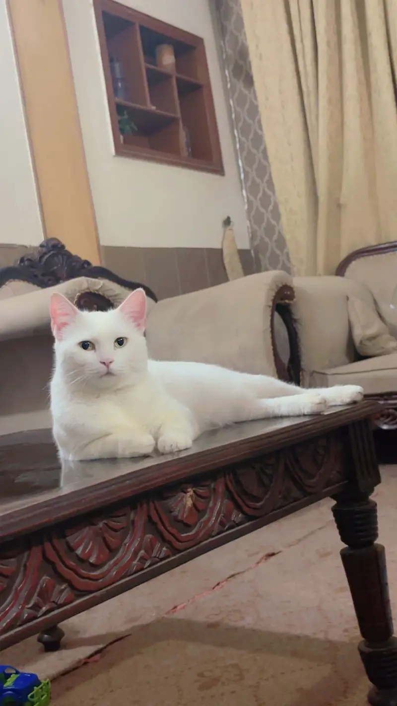 Male and female cats for sale — photo 6