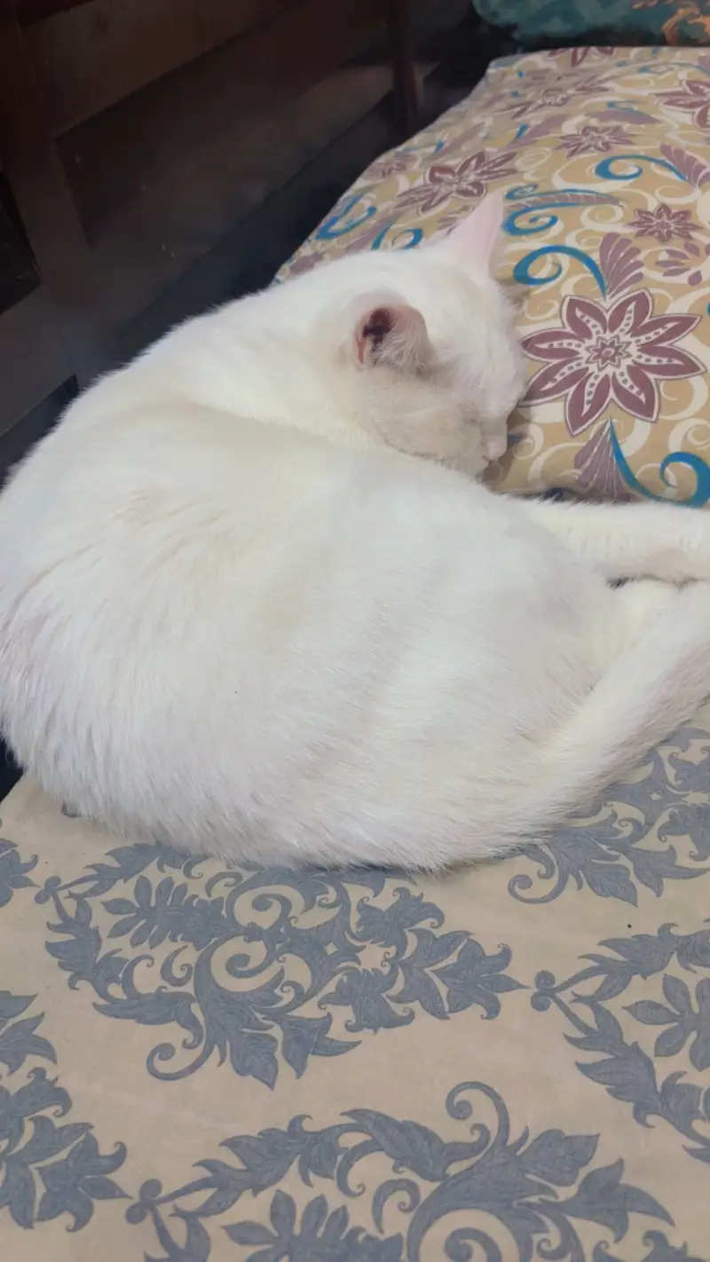 Male and female cats for sale — photo 8