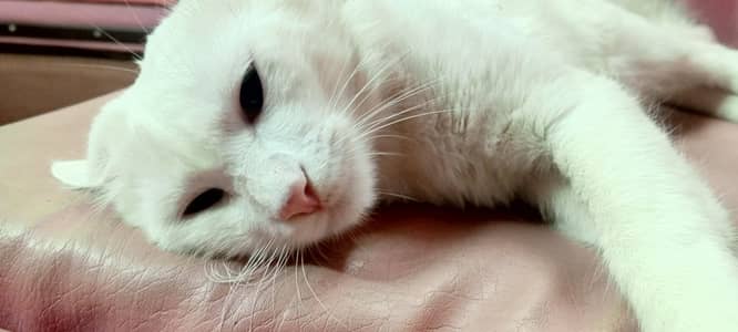 Turkish Persian Cat for sale| looking for a safe home for her