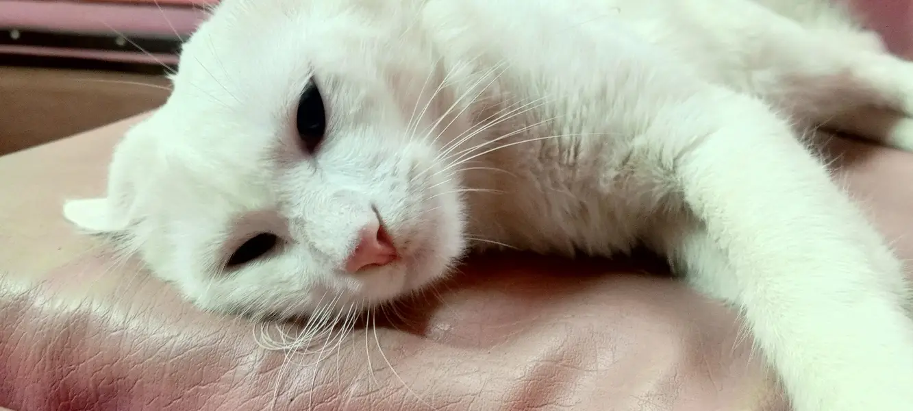Turkish Persian Cat for sale| looking for a safe home for her