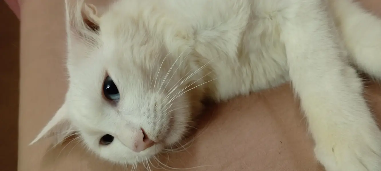 Turkish Persian Cat for sale| looking for a safe home for her — photo 2