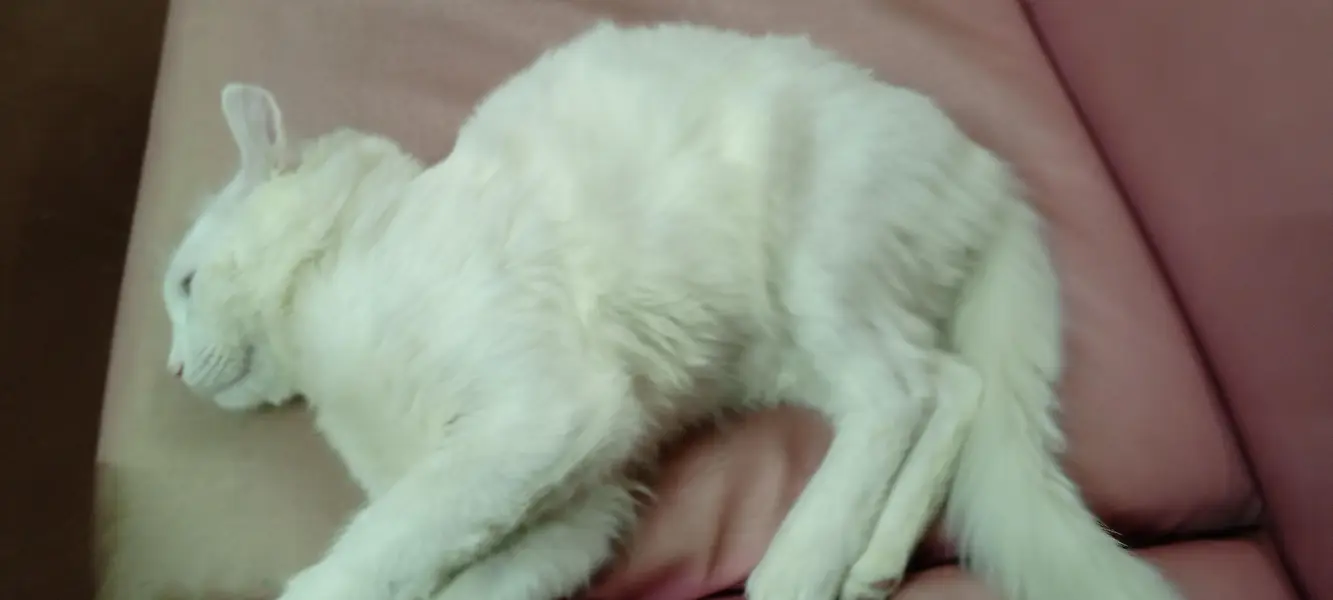 Turkish Persian Cat for sale| looking for a safe home for her — photo 3