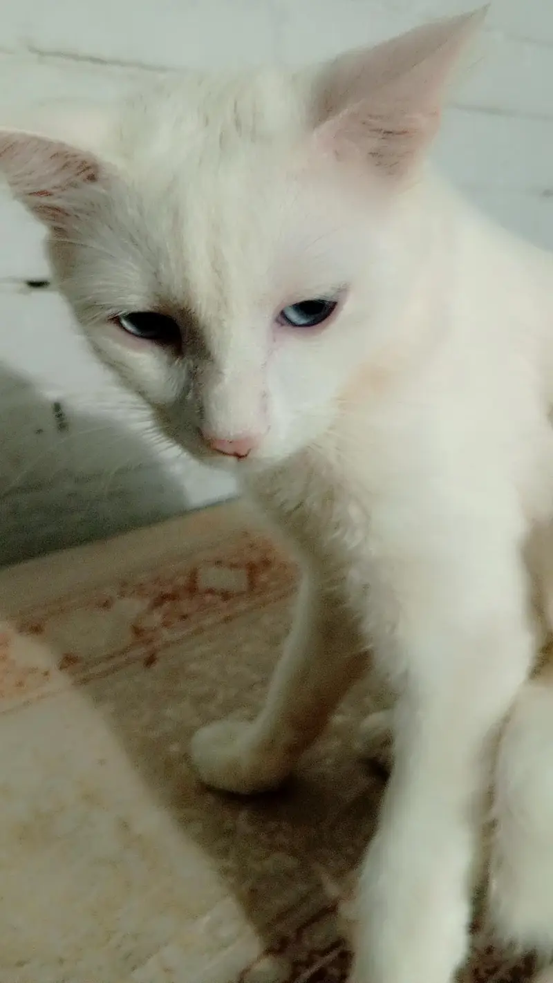 Turkish Persian Cat for sale| looking for a safe home for her — photo 4