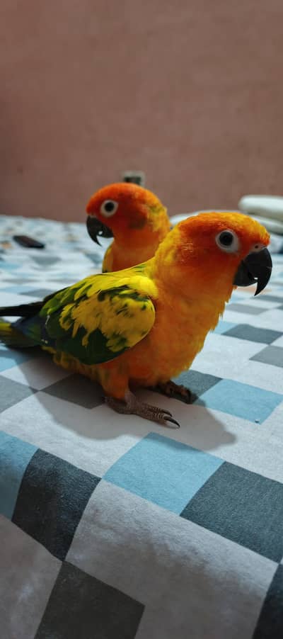 Sunconure Flying Tame Pair