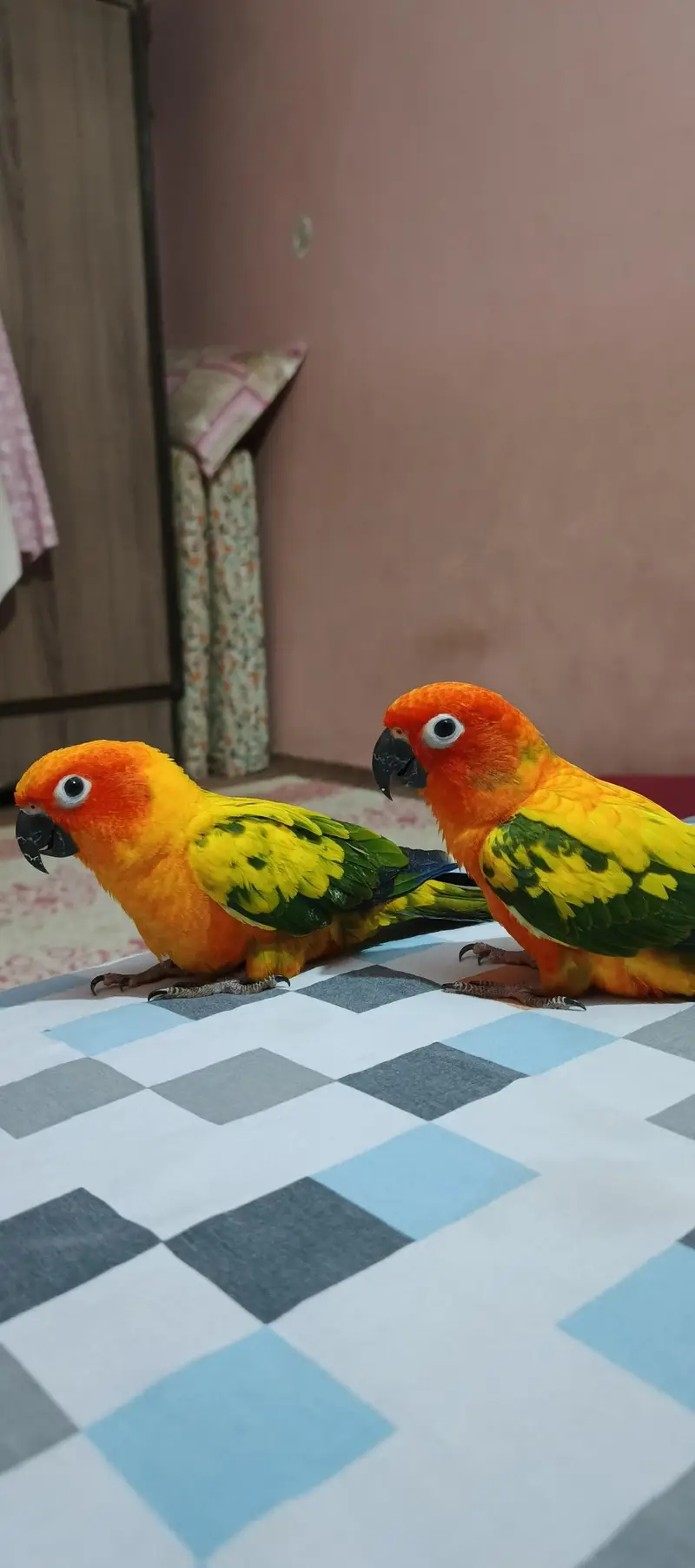 Sunconure Flying Tame Pair — photo 2