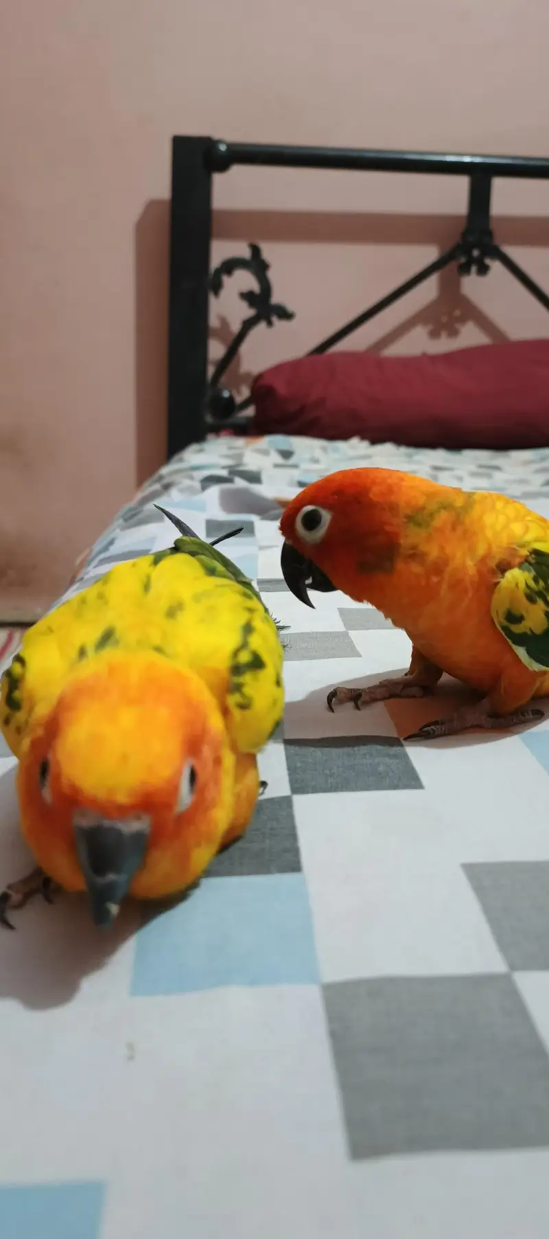 Sunconure Flying Tame Pair — photo 3