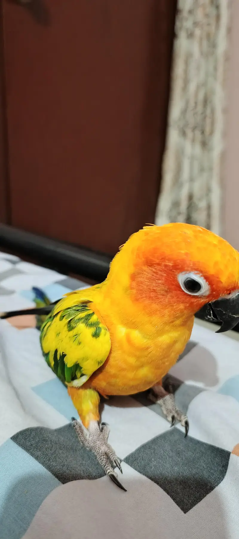 Sunconure Flying Tame Pair — photo 4