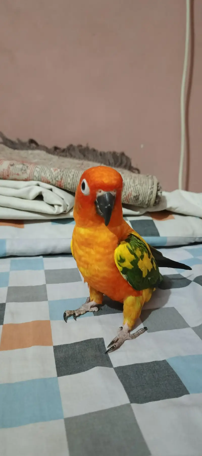 Sunconure Flying Tame Pair — photo 5