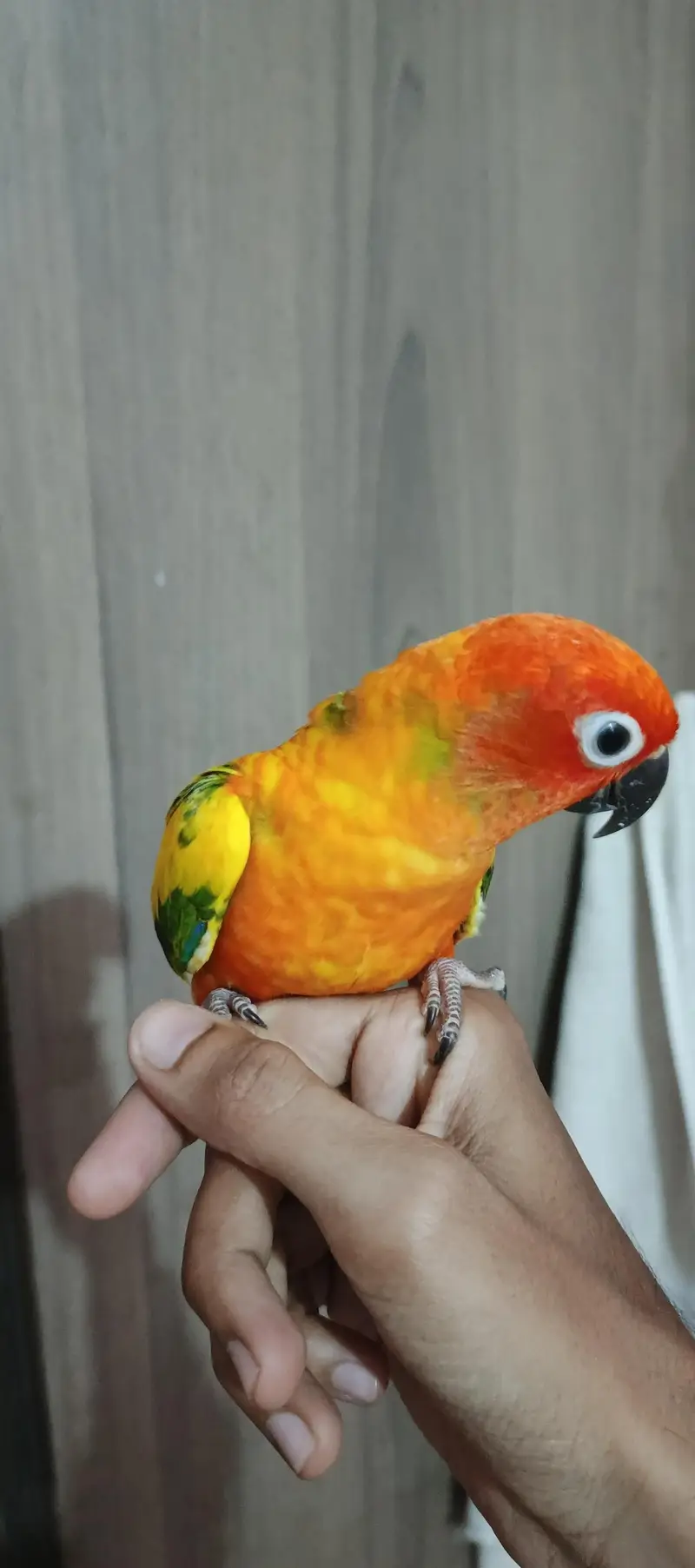 Sunconure Flying Tame Pair — photo 6