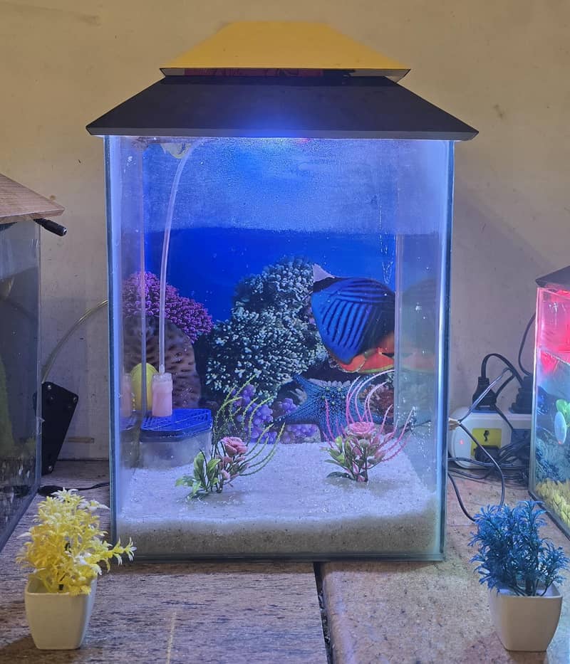 fish aquarium 1