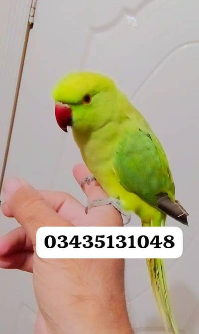 parrot for sale