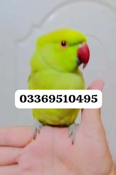 Green ringneck parrot Handtame parrot for sale